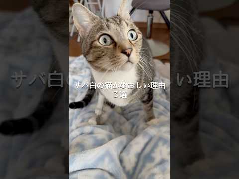 サバ白の猫が愛おしい理由3選 猫 ねこ 猫動画 猫好きさんと繋がりたい 猫のいる生活 保護猫 ねこのいる生活 猫好き… サムネイル
