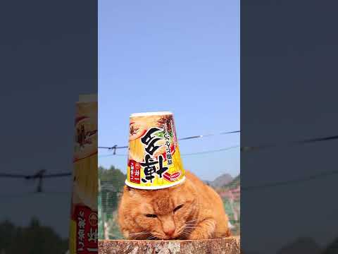 ご当地の一杯　博多　背脂とんこつラーメン　260612　 cat のせ猫 cute　 ご当地の一杯　博多　cuteca… サムネイル