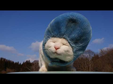 かご猫LIVE配信　2026年4月24日 サムネイル