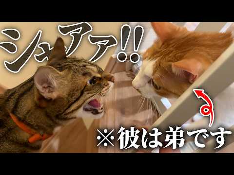 ティガーがついに子猫たちと対面…と思いきや、なぜか弟に威嚇が止まらなくなってしまいましたwww