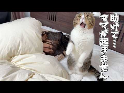 大変です、、、パパ猫の愛しのママが起きないんです。。。 サムネイル