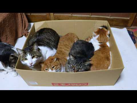 モノタロウの箱と猫たち box and cat　260422