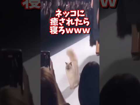 ネッコの動画で癒されたら寝ろｗｗｗ　2ch  動物  猫 癒やし ねこ動画 サムネイル