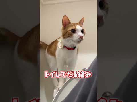トイレで猫に信じられない悪戯をされました。 サムネイル
