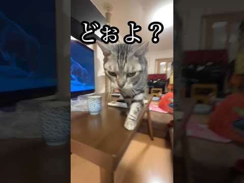 どぉよ？ ねこ cat 猫タワー アメリカンショートヘア たろう
