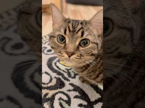 パパの帰りを待つ愛猫たちが可愛すぎて...笑 cat 猫