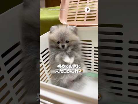 初めて家に来た日がこれ🐶｜PECO サムネイル
