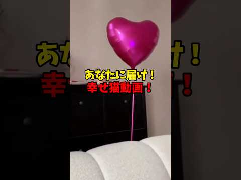 話題の癒し！可愛すぎる猫たちの神回❤️