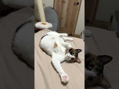 自分が可愛いことをなんとしてでもアピールしたい猫 shorts  cat 猫 猫のいる暮らし 保護猫 サムネイル