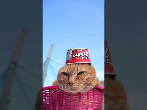 スーパーカップ クッキーバニラ　260519　 cat のせ猫 cute　 スーパーカップ  ねこ ネコ　 猫　 クッ… サムネイル