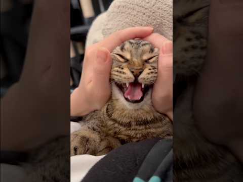 よく鳴くスコティッシュが可愛過ぎて無理www cat 猫