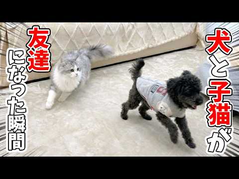 子猫と犬が一瞬にして仲良くなった瞬間がすごかった！ サムネイル