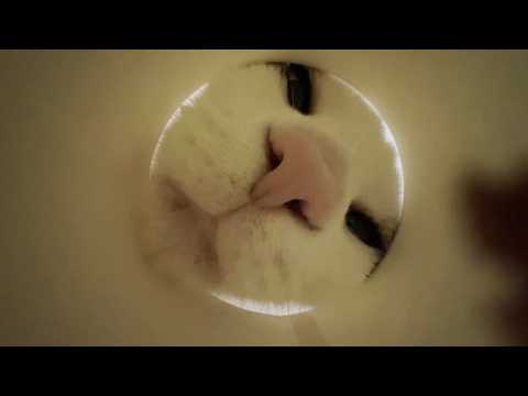 太めの猫のおやつを制限する新たな方法 サムネイル