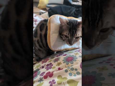 ベンガル猫shorts funny cat猫ベンガルミャク子 サムネイル