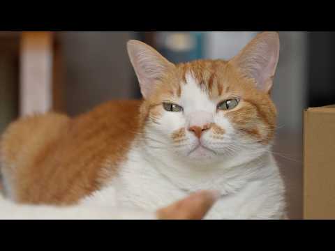 【30分】猫の音楽｜猫のいる日常BGM｜もしぬこ｜７ サムネイル