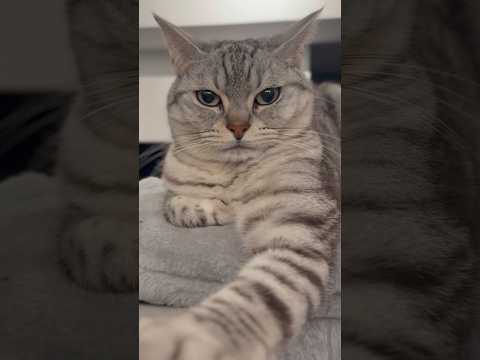 お仕事疲れを、愛猫に癒してもらうママ...笑 cat 猫 サムネイル
