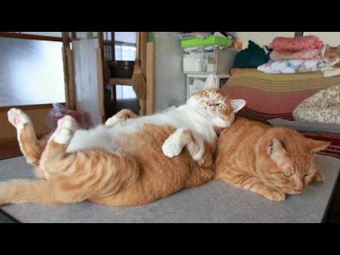 麦茶枕のぼー　260223 サムネイル