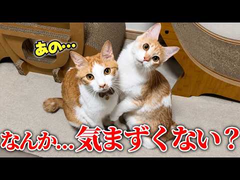 仲良かった子猫と数ヶ月ぶりに再会した結果…。なんか、気まずくないですか？