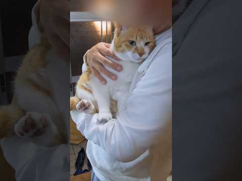 猫嫌いな父に変化が起きた 元野良猫チャチャ 猫武将 CatLoversCuteCatsViralCat サムネイル