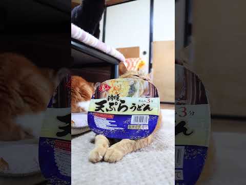金ちゃん鍋焼天ぷらうどん　260317　のせ猫　 cat　 cute　 kitty　 ねこ　 のせ猫　 猫　 かご猫… サムネイル