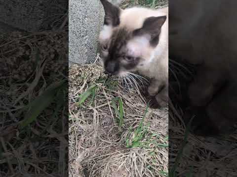 シャム猫shorts funny 猫catミャク子ガッツくん サムネイル