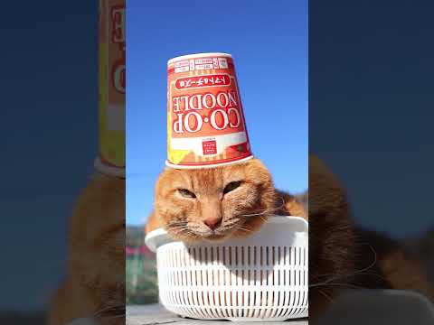 ＣＯ・ＯＰ コープヌードルトマト＆チーズ味　260316　のせ猫　 cat　 cute　 kitty　 ねこ　 猫のい… サムネイル