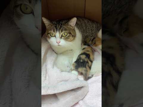 今日こそはシャーされないチャレンジ（6日目） サムネイル