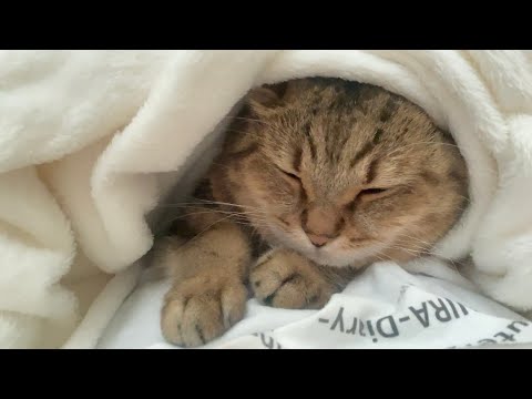 お腹の上で布団にくるまって一緒に寝てくれる猫が癒しすぎる サムネイル