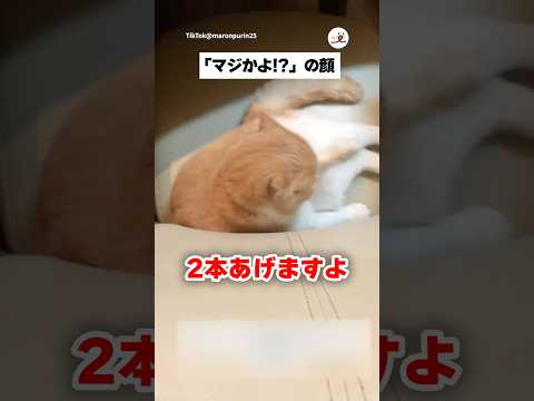 飼い主からまさかの宣言｜PECO サムネイル