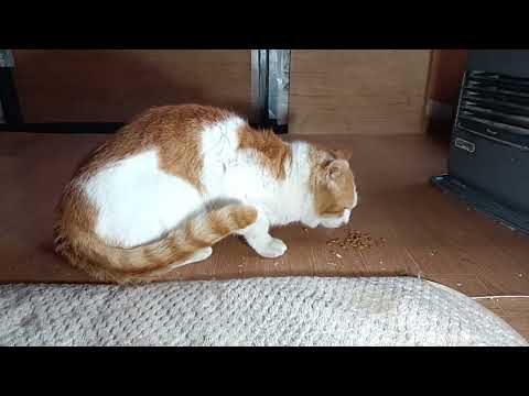ぼーちゃん がライブ配信中！　2026年3月25日 のハイライト 15:28:02 - 15:33:02　野良猫 サムネイル