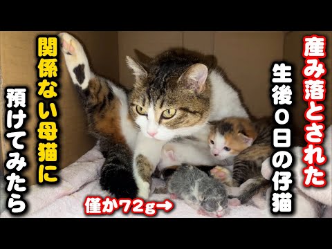 胎盤臍の緒が付いた子猫を無関係の母猫に預けてみました