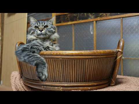かごのクロ　260326 サムネイル