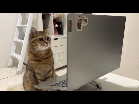 興味深そうにパソコンでデータを分析する天才猫 サムネイル