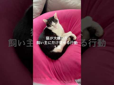 猫が大嫌いな飼い主にだけ見せる行動3選 猫 ねこ 猫好きさんと繋がりたい 猫動画 保護猫 雑学 豆知識 トリビア VO…