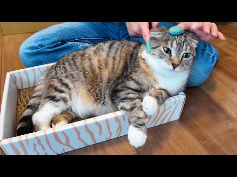 セリアの指サックブラシならシャーシャーキャットでもブラッシングできる？