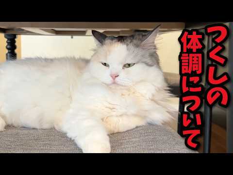 つくしの体調についてご報告 サムネイル