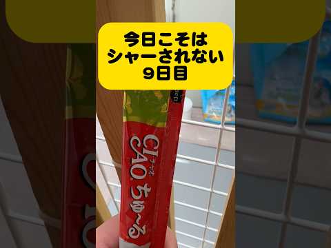 今日こそはシャーされないチャレンジ（9日目）