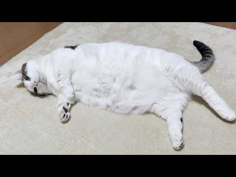 病院でお尻を診察してもらった猫 サムネイル