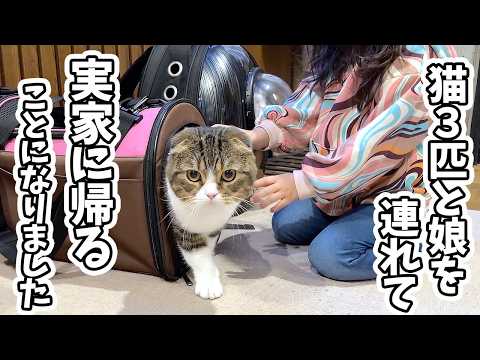 訳あって猫達と2歳の娘を連れて実家に帰ることになりました！ サムネイル