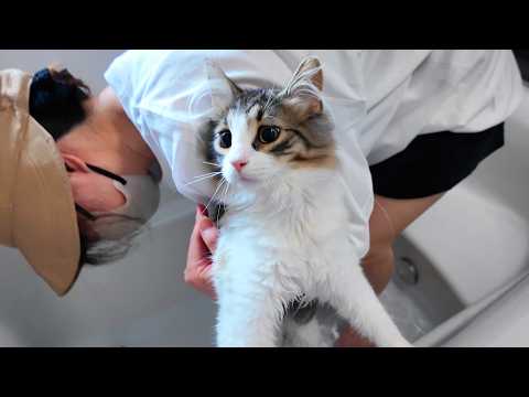 レオンくん初めてのお風呂でなぜかりっちゃんがシャー🤣🤣🤣