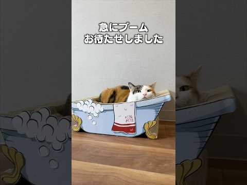 「猫は急にマイブーム」猫あるある|フルはApple Musicほか音楽アプリへ サムネイル