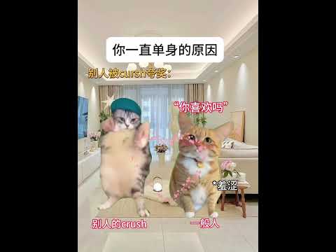 包的老弟 有趣 猫meme 猫meme剧场 猫meme小剧场 内容过于真实  故事 貓 猫猫meme小剧场 喵不可言