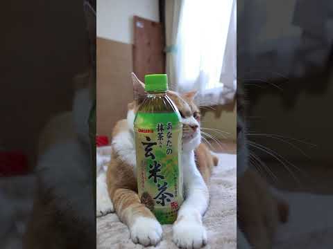 あなたの抹茶入り玄米茶　251221　#のせ猫　 #cat　 #ねこ　 #cute　 #ネコ　 #猫のいる暮らし　 #…