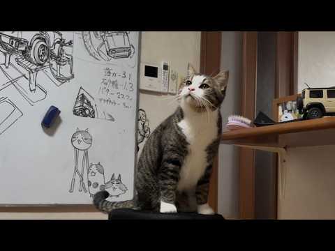 お父さんのプライドを少しだけ傷つけてしまった猫 サムネイル