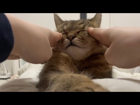 おじいちゃんネコ(25)の風格 サムネイル