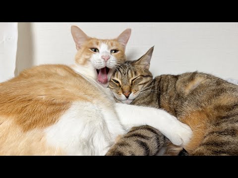 【🐈＜配信】今夜も猫たちと寝室からまったり生放送させていただきます。 サムネイル