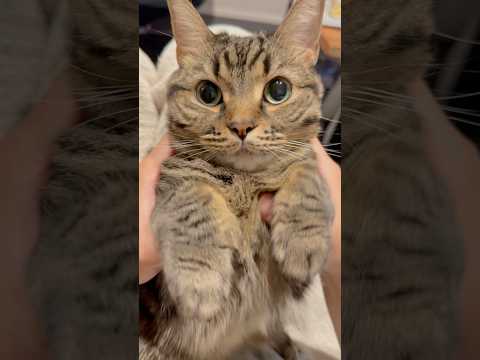 もふもふプリンセスが可愛すぎるwww cat 猫