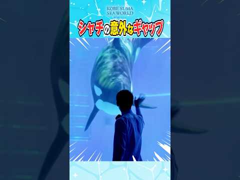 シャチがこんな近くに！？水族館 サムネイル