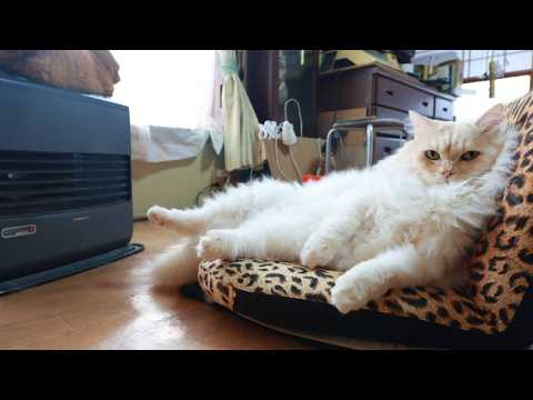 ファンヒーターの前で座椅子におすわりもふもふ　260219 サムネイル