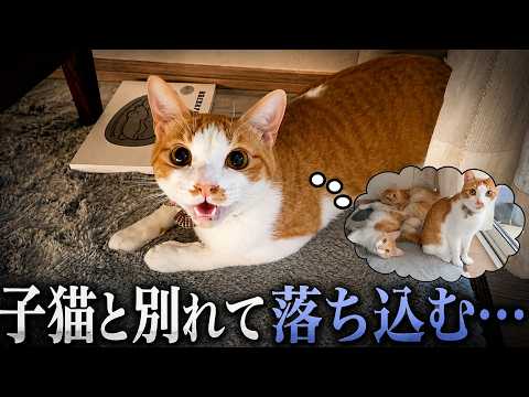 仲良しだった子猫たちと別れて、寂しくて落ち込んでしまう猫が悲しすぎました…。 サムネイル